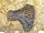 Hybodontidae : boucle cphalique fossile jurassique Boulonnais